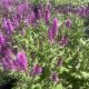 Salvia Noble Princess