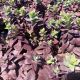 Sedum White Chocolate