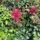 Astilbe Montgomery