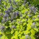 Nepeta Lemon Purrfection