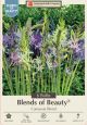Blends of Beauty Camassia Blend 6PK
