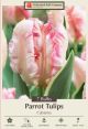 Tulip Cabana 7PK