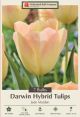 Tulip Jade Maiden 7PK