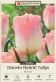 Tulip Kunyun 7PK
