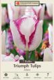 Tulip Affaire 7PK
