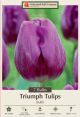 Tulip Bullit 7PK