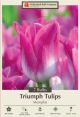 Tulip Memphis 7PK