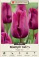 Tulip Purple Eye 7PK