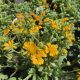 Blanket Flower Spintop Mango