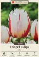 Tulip Salsa 7PK
