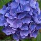 Hydrangea Cityline Vienna