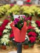 Christmas Cactus 4