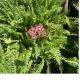 Yarrow Pink Grapefruit