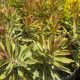 Spurge Ascot Rainbow