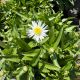 Shasta Daisy Carpet Angel Daisy