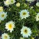 Shasta Daisy Amazing Daisies Marshmallow