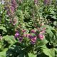Foxglove Camelot Rose