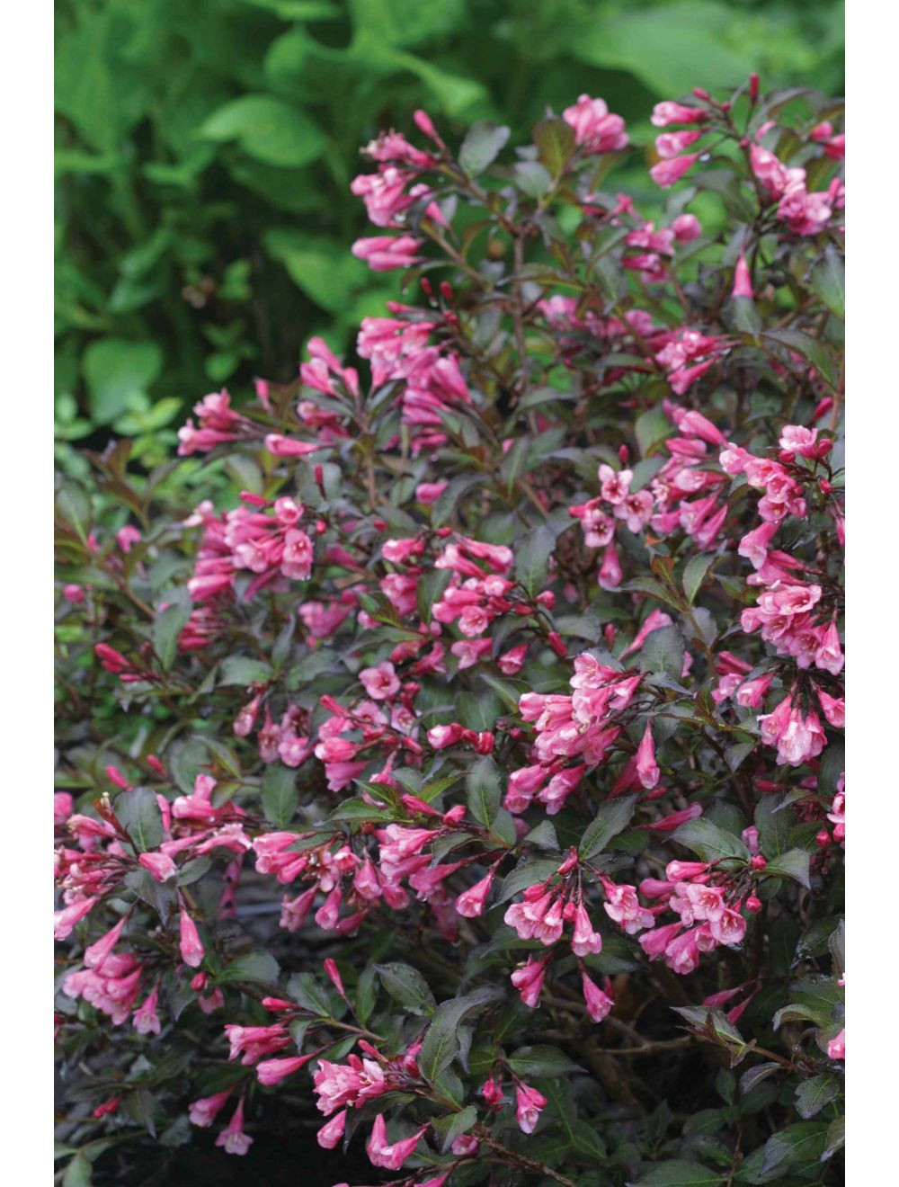 Weigela Fine Wine