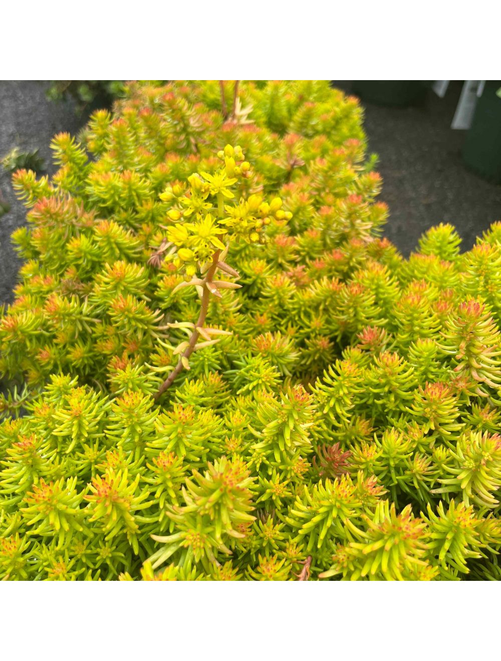Sedum Angelina s Teacup