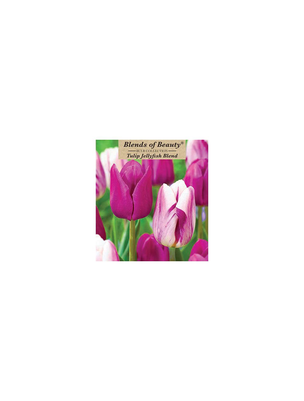 Tulip Jellyfish Blend 15PK tulip-jellyfish-blend-15pk