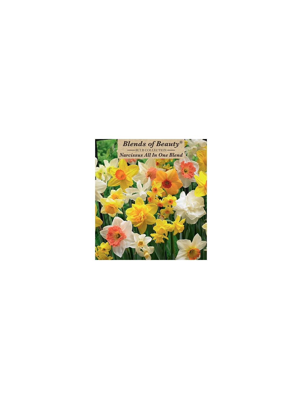 Narcissus All In One 12PK 16-kilos-equals-how-many-pounds