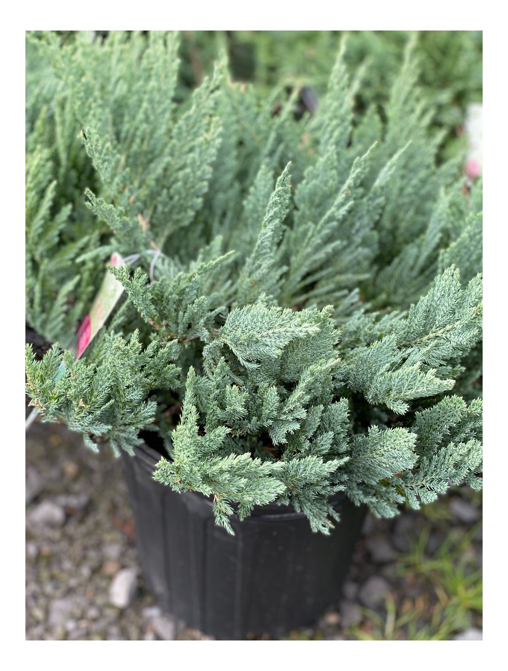 Juniper Blue Chip