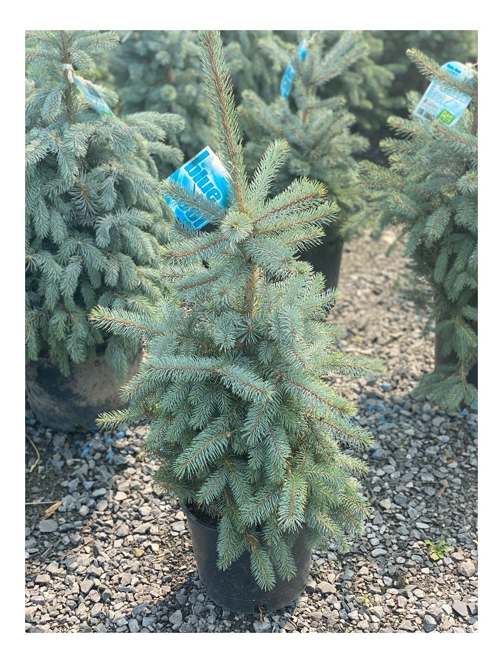 Spruce Baby Blue Is Cool Spruce Baby Blue Is Cool