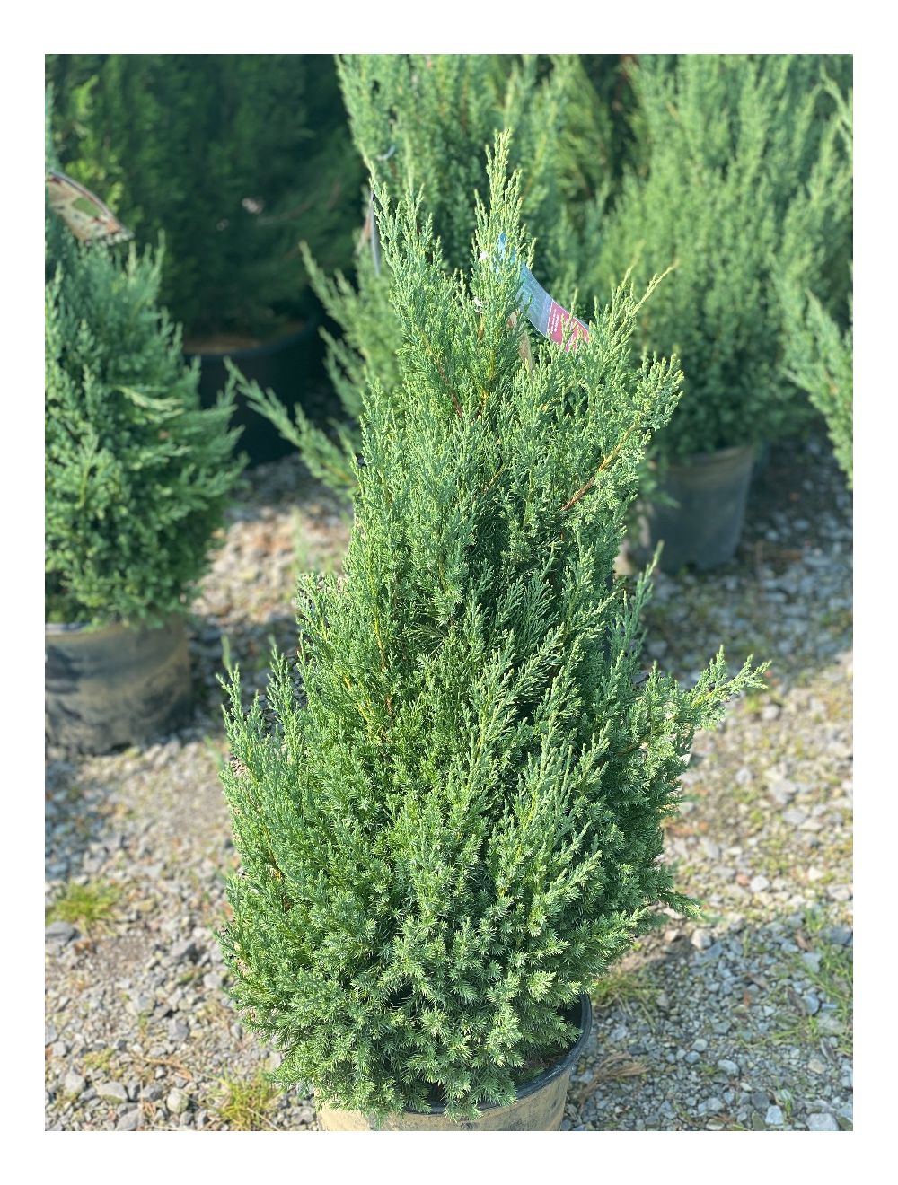 Blue Point Juniper Tree