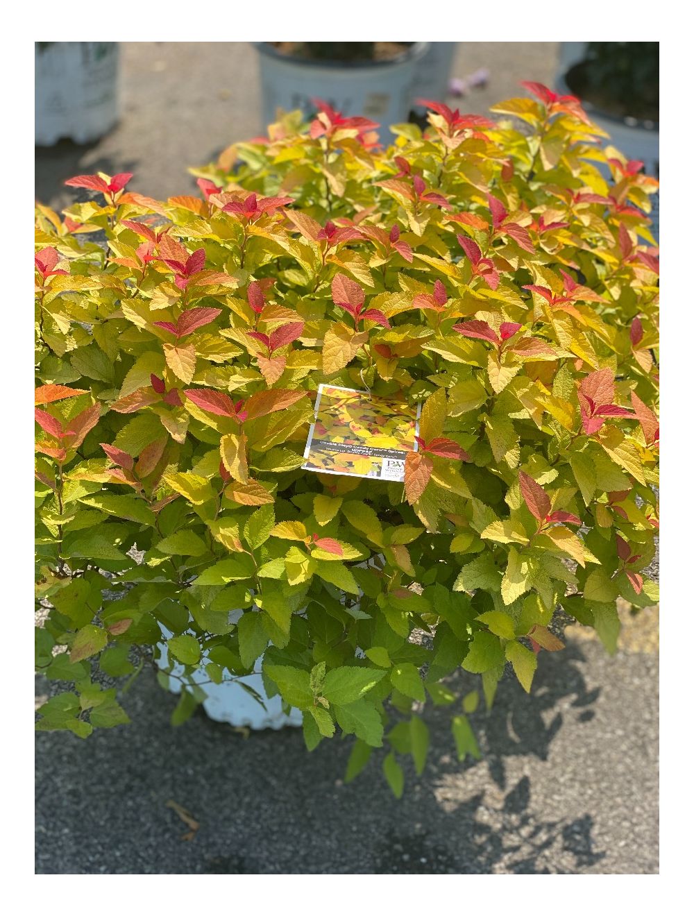 Spirea Double Play Candy Corn