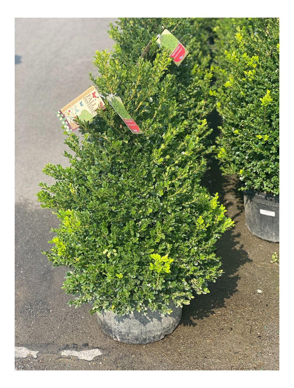 Boxwood Cranberry Creek Pyramid 7