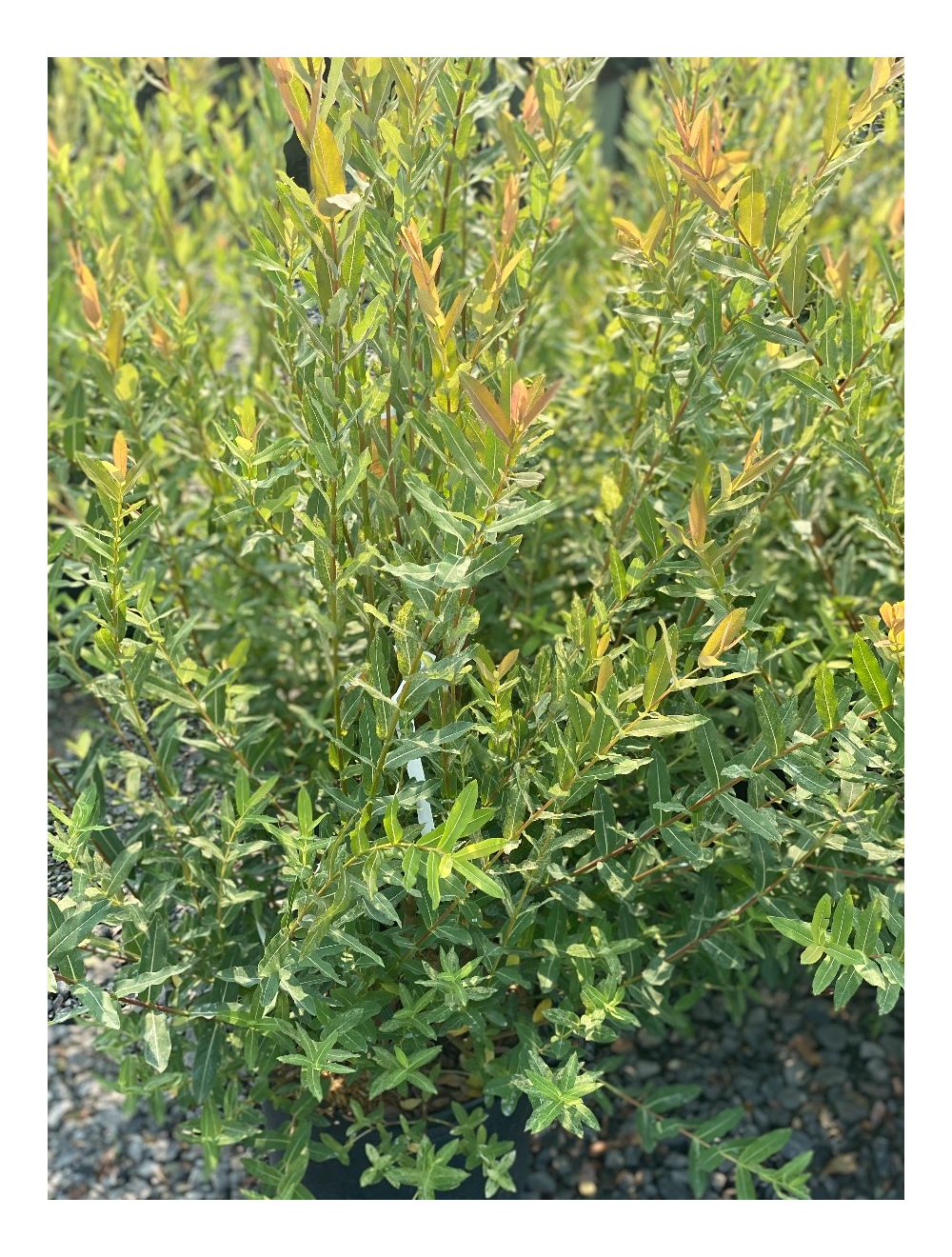 HYPLANTS♪ Willow Dappled Hakuro Nishiki
