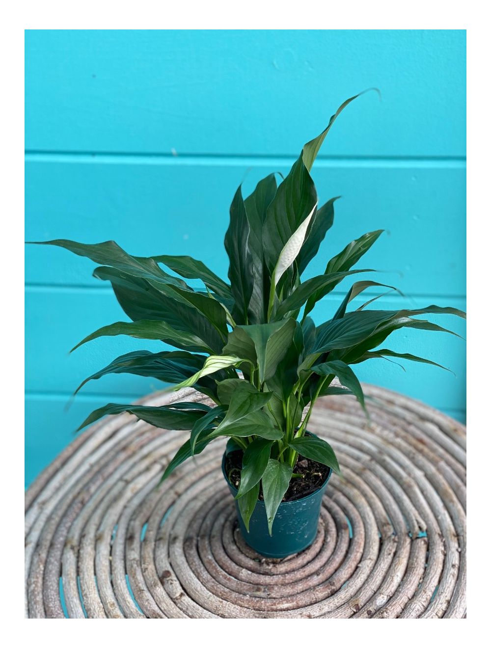 Spathiphyllum 4