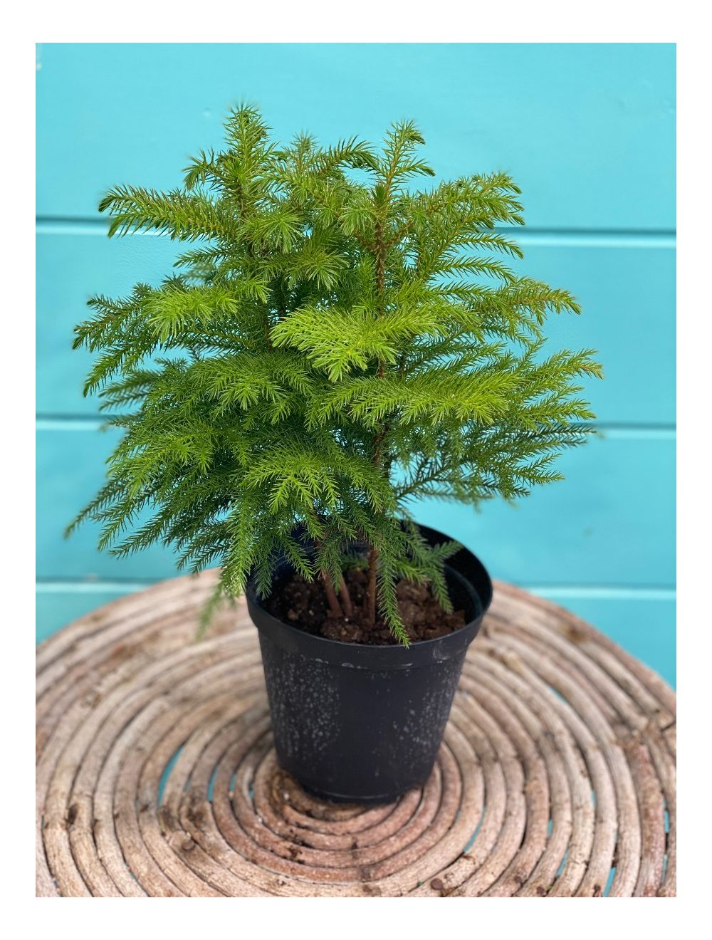Norfolk Island Pine 6"