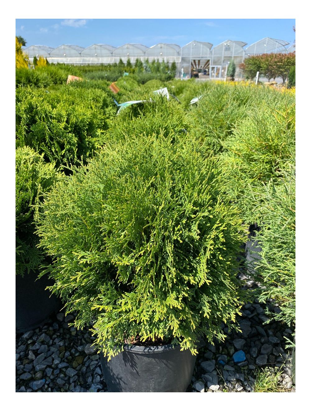 Arborvitae Little Giant