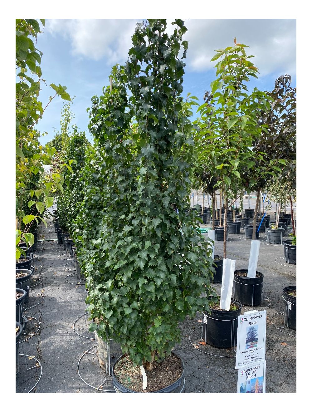 Birch Parkland Pillar 15