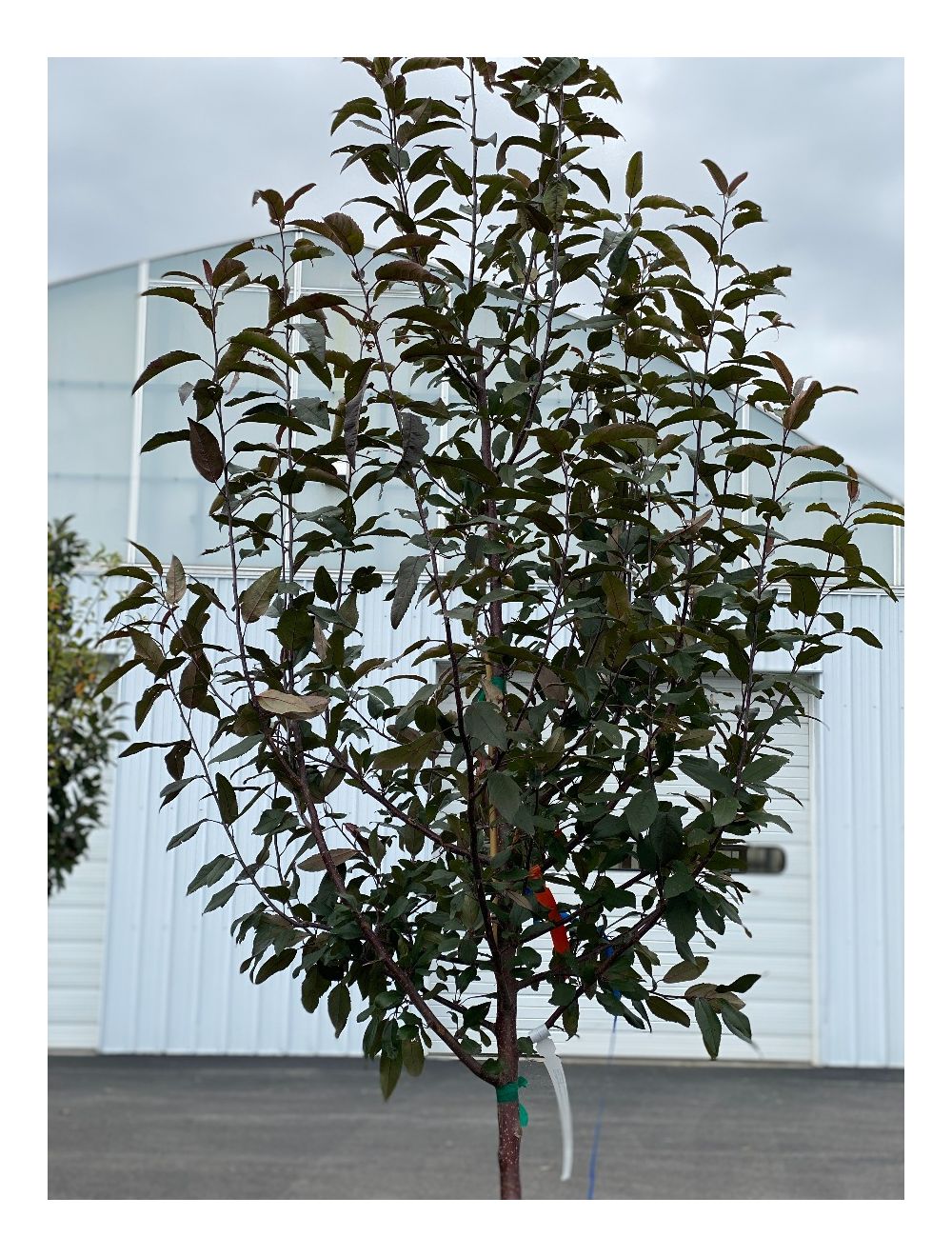 Crabapple Purple Prince