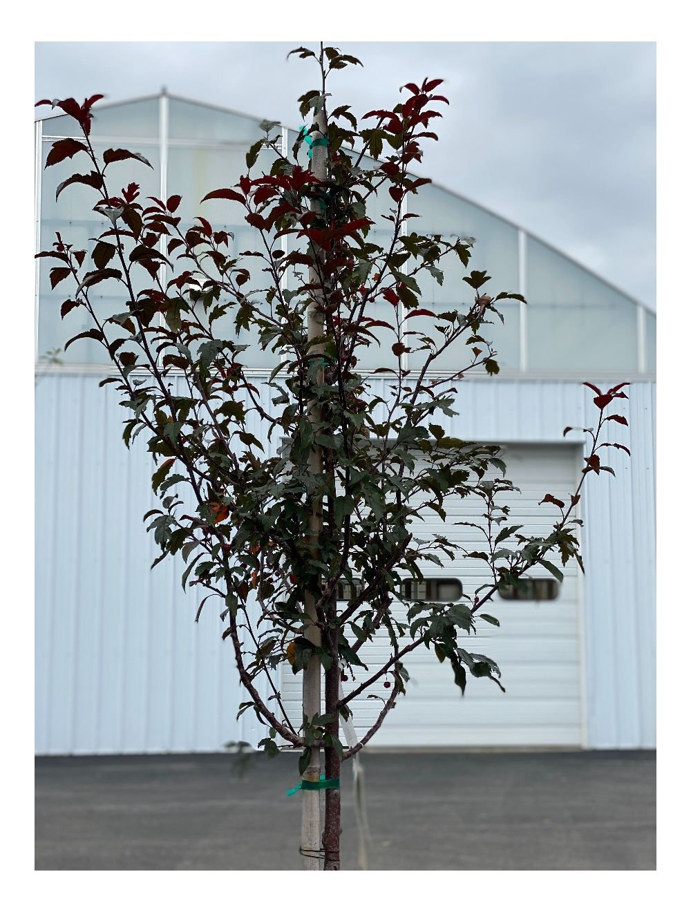 royal raindrop crabapple royal raindrop crabapple