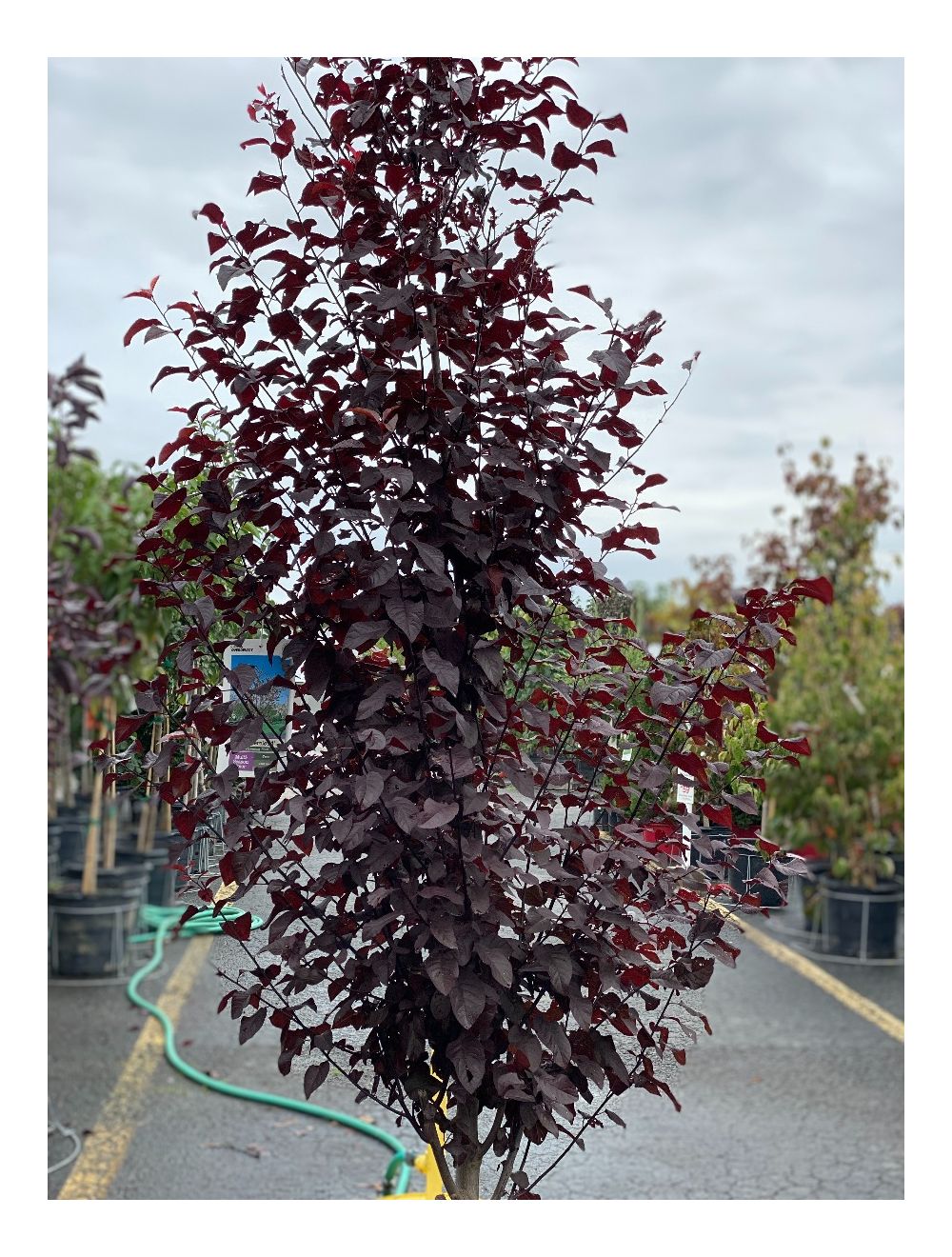 Purple Leaf Plum Tree