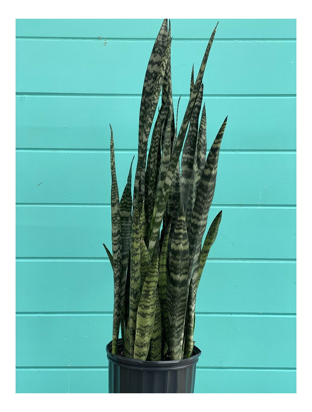 Sansevieria Wintergreen 10