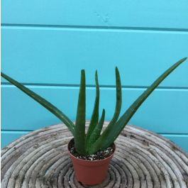 Aloe Vera 4"
