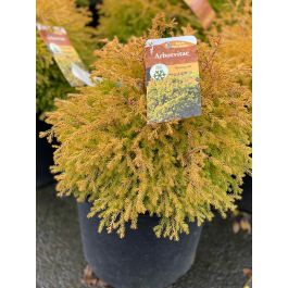 Arborvitae Rheingold