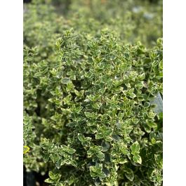 olivenbaum niederlande Olivenbaum (Olea europaea)  6090 cm