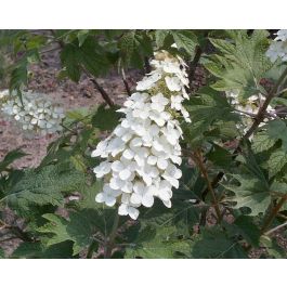 Hydrangea Alice Oakleaf