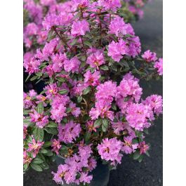 Rhododendron PJM