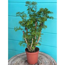 3d printing plant Eco-friendly 3D Printed Mini 2" Planter