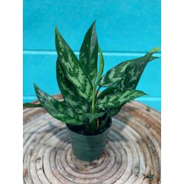 Aglaonema 4
