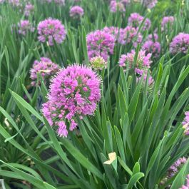 ［新品］SLOTHREAT Allium 新品］SLOTHREAT Allium 新品］SLOTHREAT Allium Seeds 2024