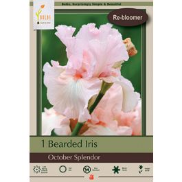 Spring Splendor Iris Iris October Splendor