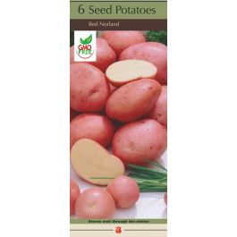 Potato Red Norland 1#