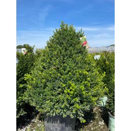 Boxwood Cranberry Creek Pyramid #7